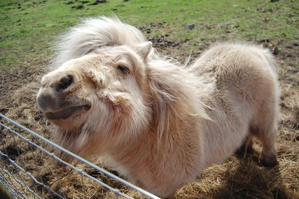 MatlockFarmPark's tweet photo. Smile for the camera! http://t.co/OJ2Cr6D6