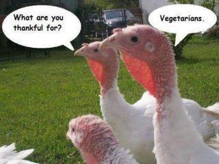 michaelbaez's tweet photo. Save a turkey this year. http://t.co/2WcqnB6O