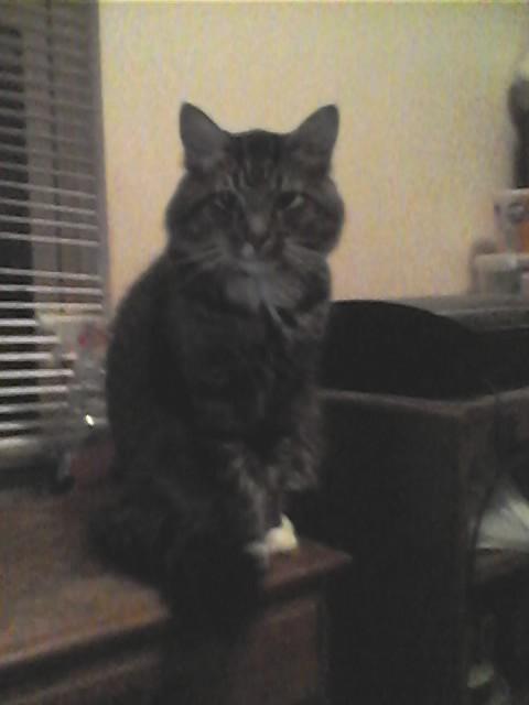 jackmaximus420's tweet photo. Meow! A recent picture of me! Meow! http://t.co/ZrIJsOA0