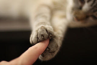ParaisoDeChica's tweet photo. El detalle más insignificante puede causar un efecto en cadena que cambie el rumbo de tu vida. http://t.co/Ru5jZXN6