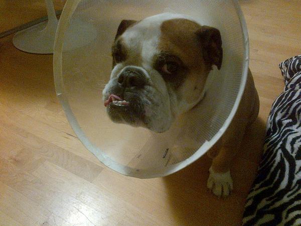 Coco Aoki tweet media