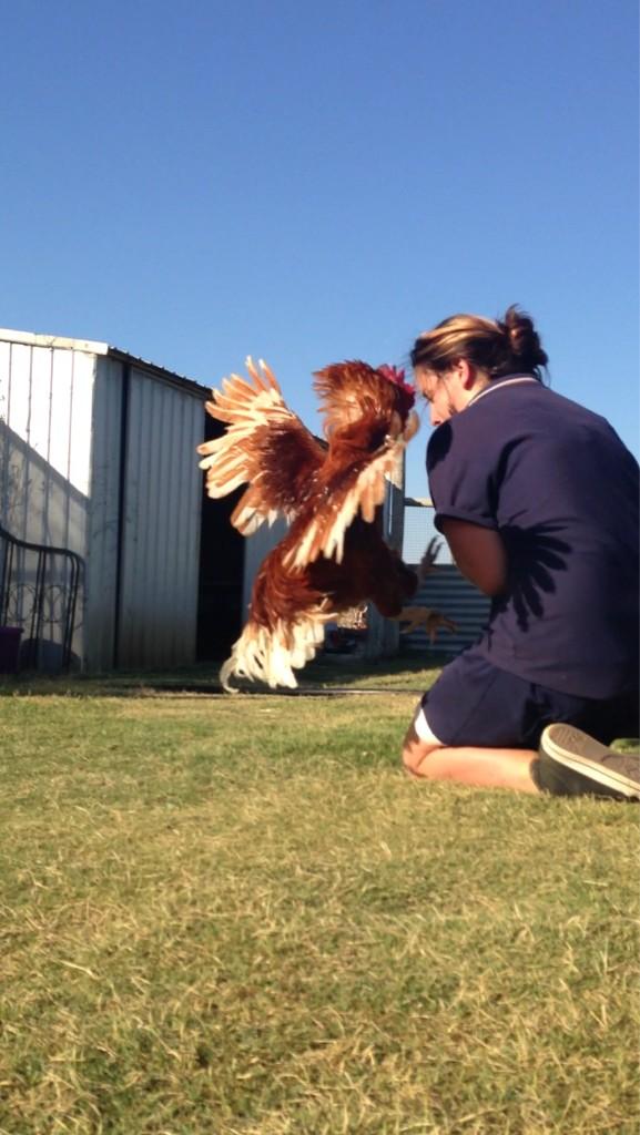 XxJessiMessixX's tweet photo. When roosters turn bad and I'm fucked. http://t.co/C8dlzMLF