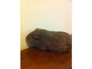 sworm89's tweet image. Sometimes, when I get lonely, I just talk to a wall #rodentproblems