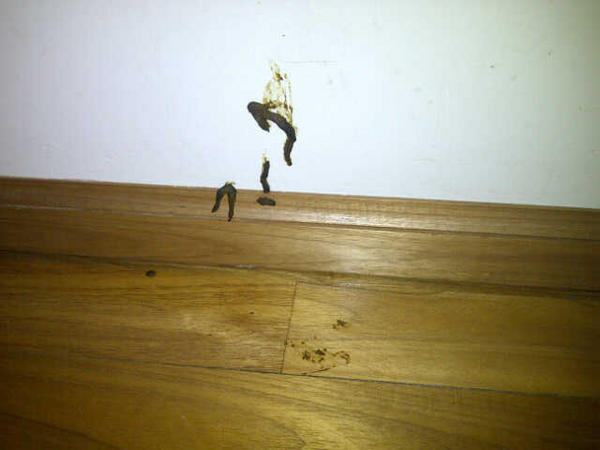 P_Rules's tweet image. RT @paulitachaves :"Como puede un cachorro (...) muy angelical hacer sus necesidades sobre la pared? http://t.co/7pDLLAKnIZ" @JuanaRepetto