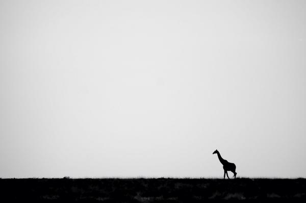 Onur (@morikandante) on Twitter photo 