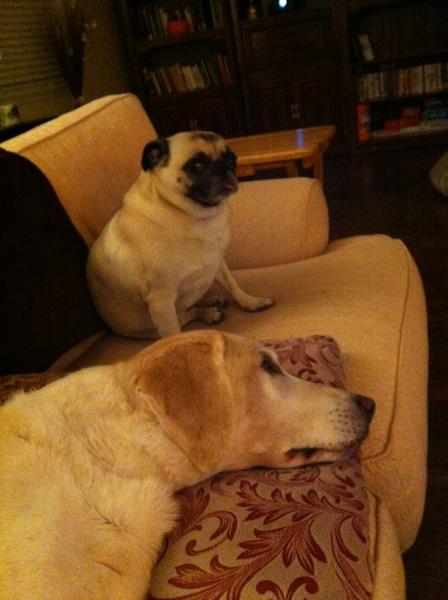 RonSansone's tweet image. #SearchLab &amp;amp; the #PPCpug wonder if the increasing frequency of Google updates is making SERPs more or less useful. #SEO