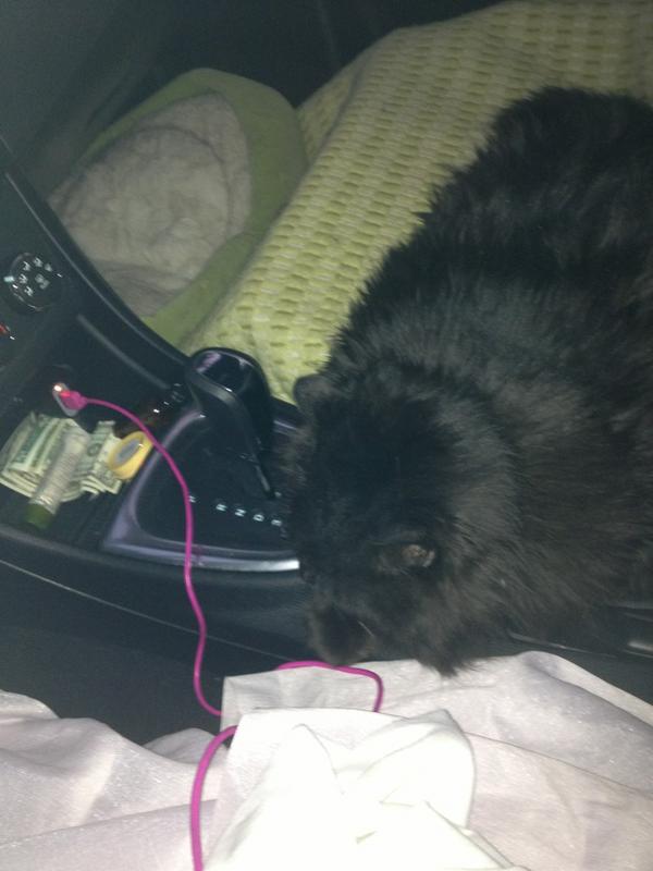 RJMMcAllister's tweet image. Onyx says bye bye DC! #catcopilot