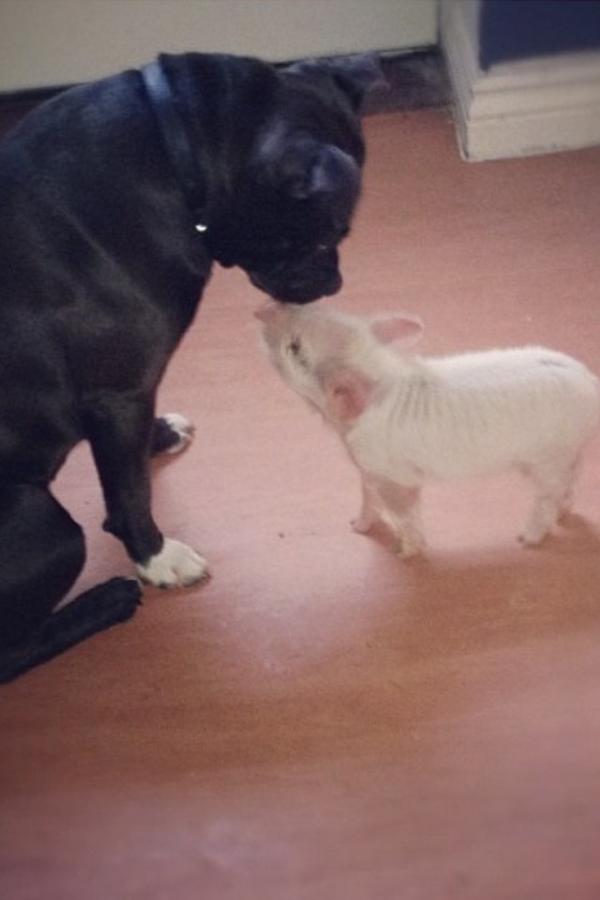 EmileighLewis_'s tweet photo. doggiee&amp;piggiieee http://t.co/5hU2H93X