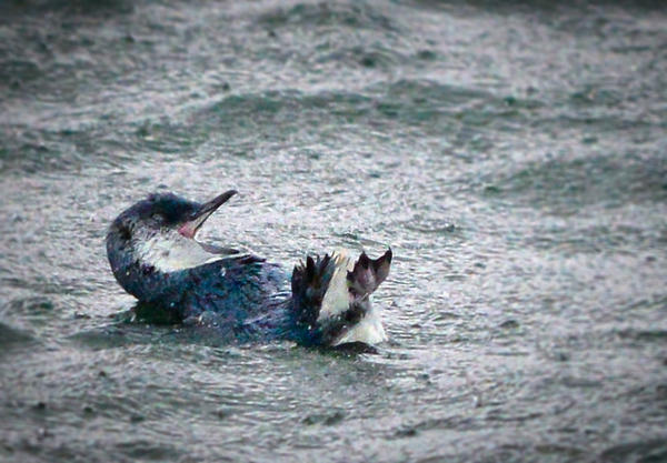 Breakfast with Bob off the back of Whale Song - Little Penguin. 
Photo by M. Jenner. #Centre4WhaleResearch