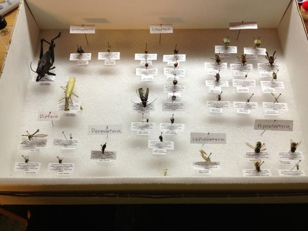 This is why people think I am weird...#bugcollection #entomologyclass #done #thankgod