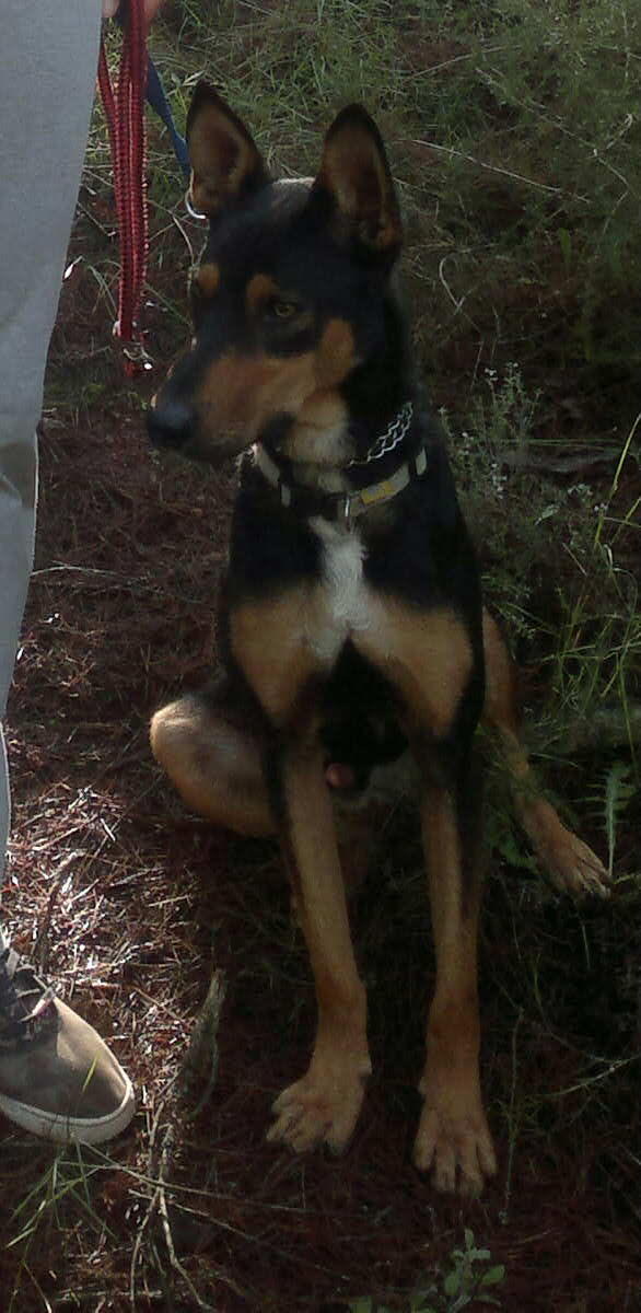 miguelGS15's tweet photo. Necesito ayuda, se regala perro de año y medio aproximadamente, más info. MD os dejo una foto. RT porfa. Gracias! http://t.co/W2xjmaLJ