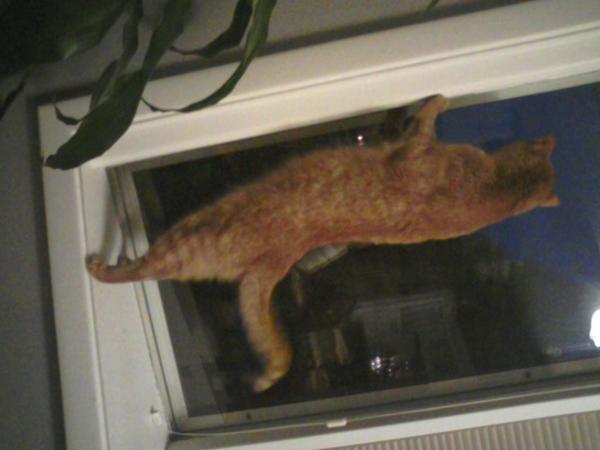 carrie220_'s tweet image. Guys, my cat likes to stand in the window  ... #normalmorning
