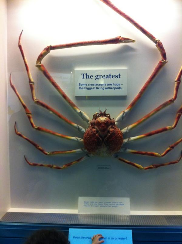 rafik maharzi tweet media