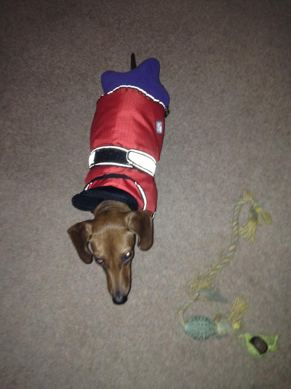 Pixiethemsd's tweet image. Mummy treble bagged me before sending me out to the garden!
#hatebeingcold