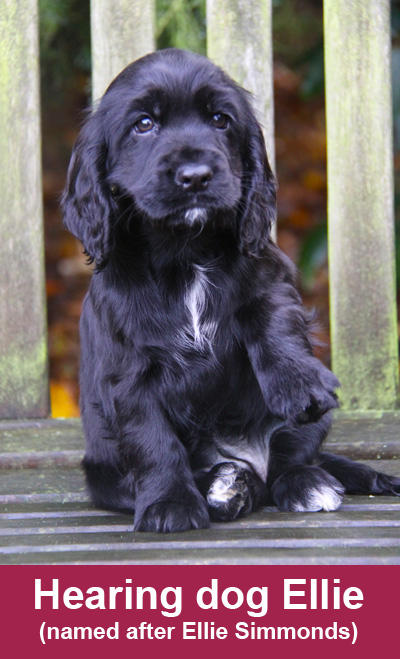 HearingDogs's tweet photo. Meet Ellie, named after multiple Paralympic gold medallist @EllieSimmonds1 http://t.co/qan1qB0J