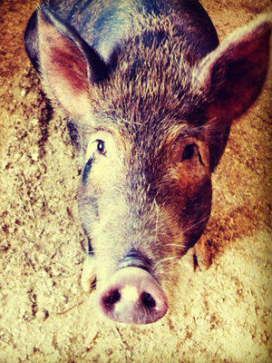 CyrusNora's tweet photo. Oink oink! :D http://t.co/9FDEyFxY