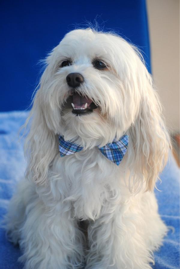 Chaz on vacation. #BowTieFriday <a href="/BrooksBrothers/">Brooks Brothers</a>