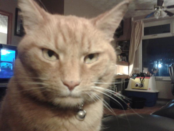 lukepearce4's tweet image. #ozzieorange