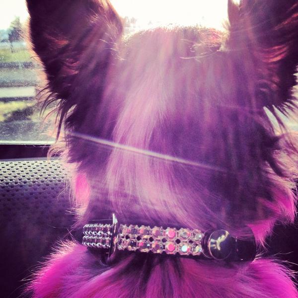 Goochie Poochie tweet media