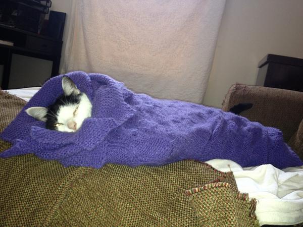 Viretailurus's tweet photo. Brrr-itto gatito. Toasty, Tony? http://t.co/6uo0Xakm