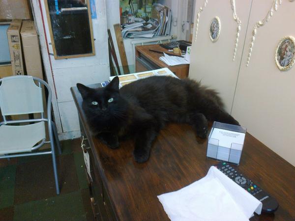 PortobelloCooks's tweet photo. Of course we will also be telling you all about our most favourite customer - Louis! He comes in every day.... http://t.co/yYU0fvtm