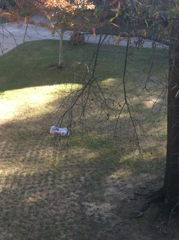 Juicesayyy's tweet image. Beer can in a tree. #hendrixproblems
