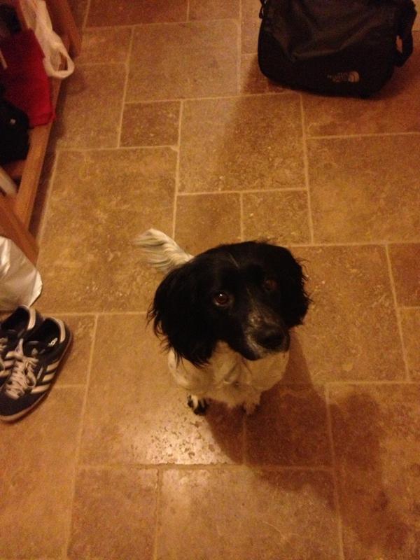 AlexTooleyy's tweet image. #dog #mollyDOG