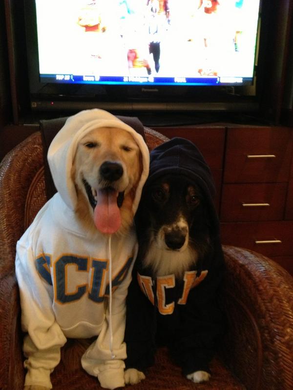 DigitalLA's tweet image. Nice pic, they coulda come to #PetHack RT @ChaucerandMolly: @DigitalLA @uclaathletics OH YEAH we brought them luck!