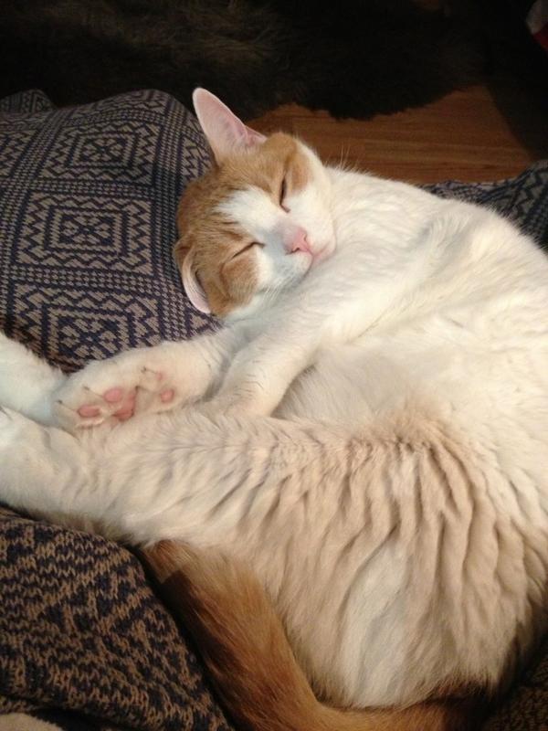 RitaCatFace's tweet photo. Monday Monday.. You horrible bastard.. http://t.co/QOlaReMd
