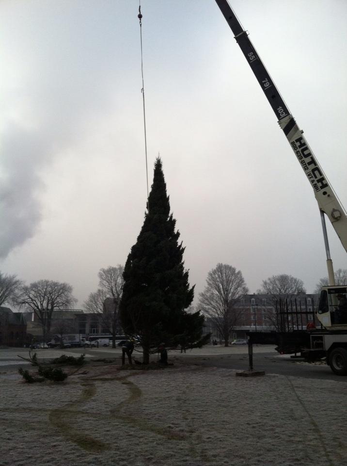 Dartmouth Alumni on Twitter "Positioning the Christmas tree on the