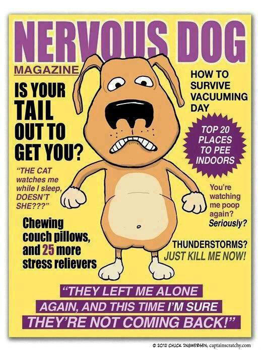 marc_friedman's tweet photo. [PIC] Nervous Dog Magazine. Know any four-legged friends who could use a subscription? #Humor http://t.co/HPGwXiVP
