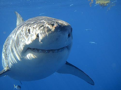 tamera_va's tweet photo. You're weird. RT“@BreezyIsMyLife Sharks are actually so cute they are one of the only animals that smile aw I want one http://t.co/J4m7EA22”