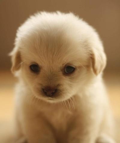 Retweet = schattig! -