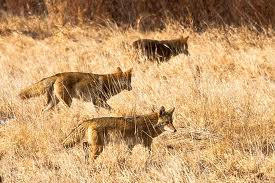 DeChamp1567's tweet photo. Oh, look! A pack of coyotes!!! THEY'RE SO CUTE! Now they're charging m--
#ss7explorers http://t.co/VsuyoqgB