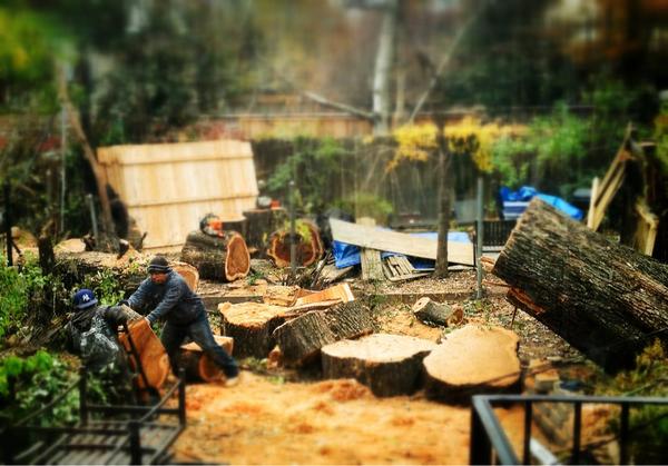 twebeck's tweet image. Sad tree removal. 2/2 #SandyAftermath