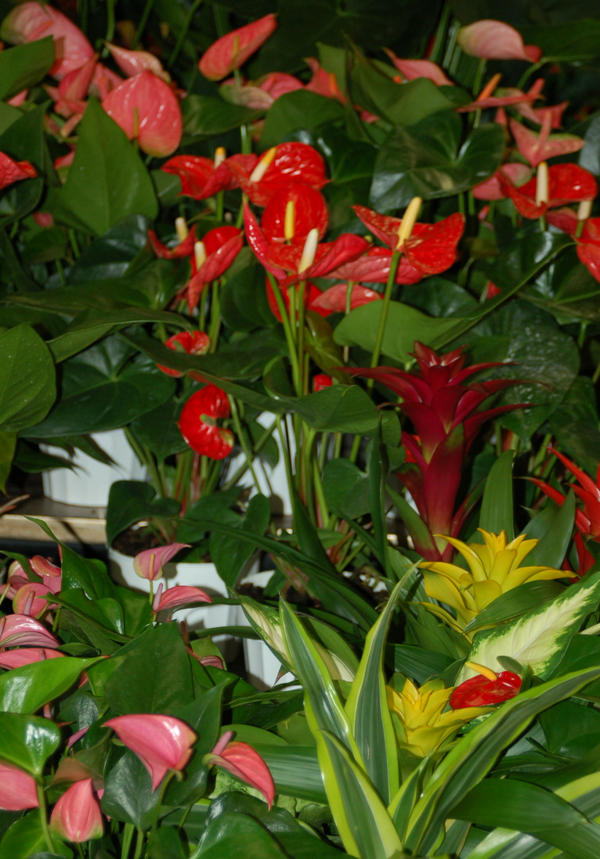 SonnyAlexander's tweet photo. NEW PLANTS arrived &amp; Yes we are super excited about them. Especially the tropical combos! http://t.co/mPMs2NRu