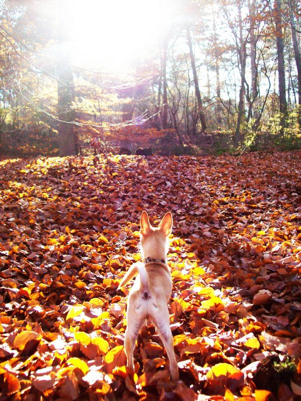 Ik houd zooo van de herfst!
