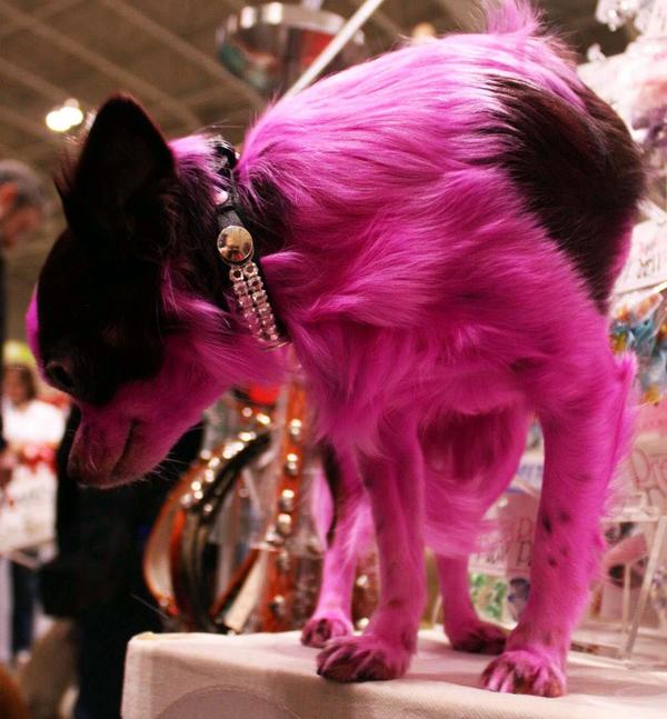 Pretty Paw tweet media