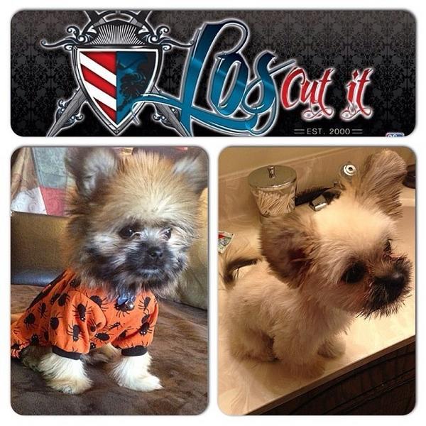 tonyfukenstar's tweet image. " New hair cut" #Leo my brother cut him up #Loscutit