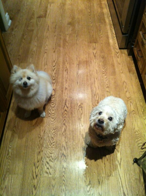TimbitTheDog tweet picture