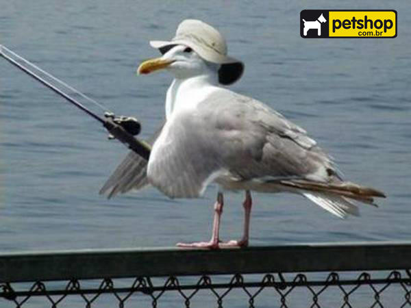 Да мне чайки на. Да мне чайки на. Фото чайки в полете. Да мне чайки на. Да мне чайки на.