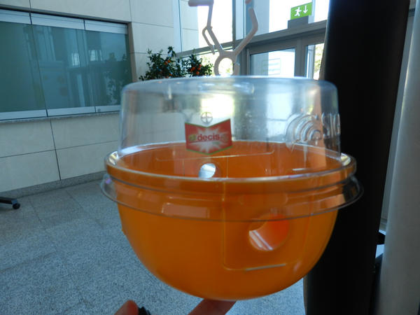 Bayer4Crops's tweet image. The #Decis Trap at the #Citrus Congress:  Helping to monitor and control Mediterranean fruit flies #sustainably