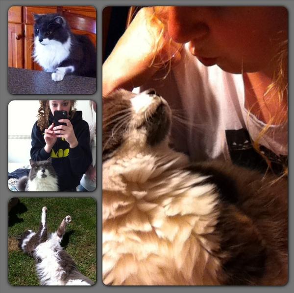 ChloeTaylor277's tweet image. Nothing beats being forever alone more than cat selfies!