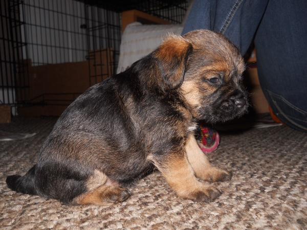 Ross Humphrey  tweet media