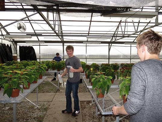 The Christmas poinsettias are coming along beautifully! #HappyHolidays