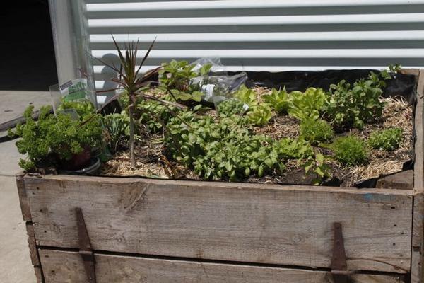 SecondBite_org's tweet image. Check out our little herb garden!!! Kudos to our driver Adam for setting it up. Soon it'll be ready for the pickin'!