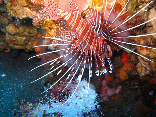 bluefinbali's tweet photo. Just finish First Dive........awesome http://t.co/tmNV3dF0