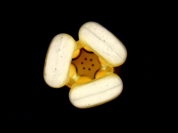 JSPhoTography__'s tweet image. new photograph #CFL #Light #Photography