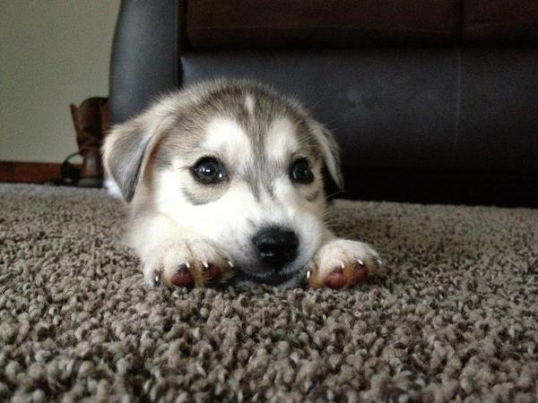 BBCR1's tweet image. Do you want to see #somethingcute? Day 28