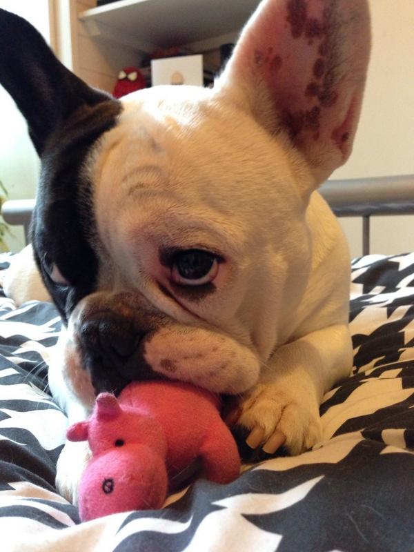 wiggl3butt's tweet image. peepul fink i not tuff. peepul neva seen me distroy a stuffd pink hippo.